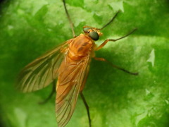 Rhagio tringarius