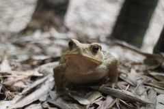 Bufo bankorensis