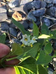 Solanum physalifolium