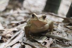 Bufo bankorensis