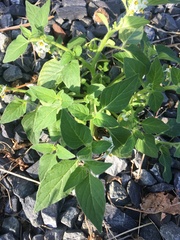Solanum physalifolium