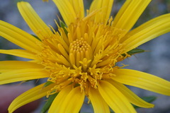 Berkheya angustifolia
