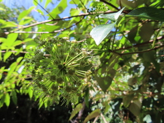 Eleutherococcus trifoliatus