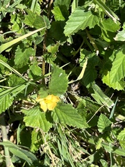 Malvastrum coromandelianum