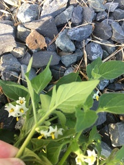 Solanum physalifolium