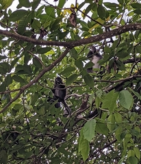 Trachypithecus obscurus