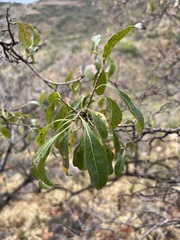 Heteropyxis natalensis