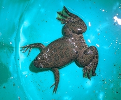 Xenopus laevis