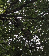 Trachypithecus obscurus