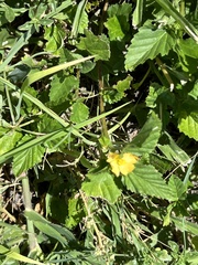 Malvastrum coromandelianum