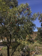 Santalum acuminatum