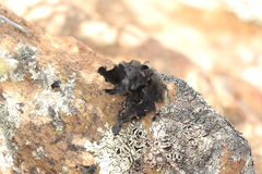 Xanthoparmelia hottentotta