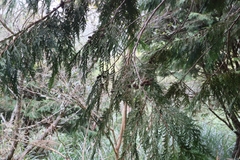 Chamaecyparis formosensis