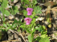 Misopates