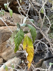 Solanum giganteum