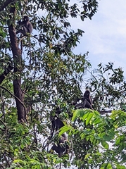 Trachypithecus obscurus
