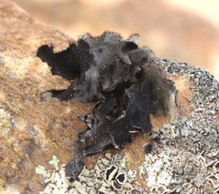 Xanthoparmelia hottentotta