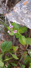 Teedia lucida