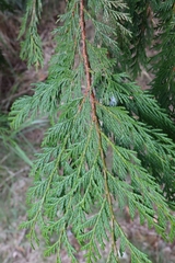 Chamaecyparis formosensis