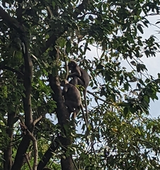 Trachypithecus obscurus