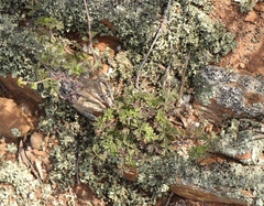 Pelargonium trifidum