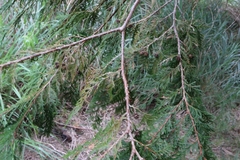 Chamaecyparis formosensis