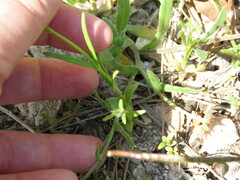 Misopates