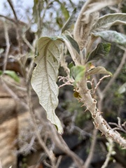 Solanum giganteum