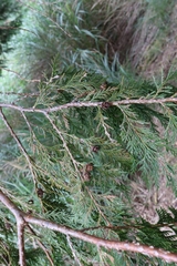 Chamaecyparis formosensis