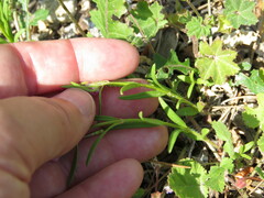 Misopates