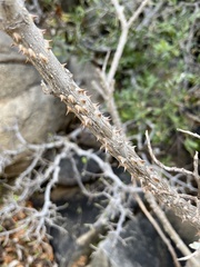 Solanum giganteum