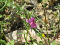 Misopates