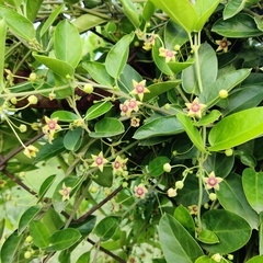 Vincetoxicum hirsutum