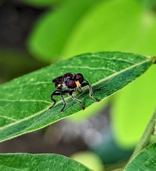 Laphriini