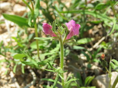Misopates