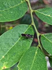Laphriini