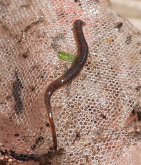 Erpobdella octoculata