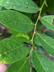 Laphriini