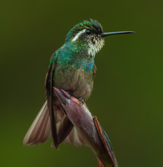 Lampornis castaneoventris