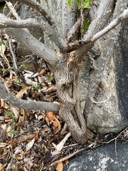 Solanum giganteum