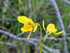 Diuris behrii
