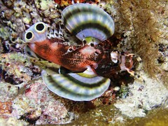 Dendrochirus biocellatus