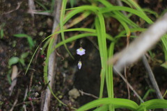 Utricularia striatula