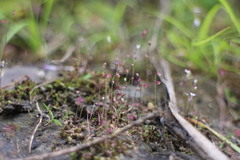 Utricularia striatula