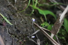 Utricularia striatula