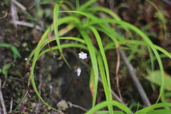 Utricularia striatula