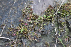 Utricularia striatula