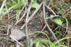 Utricularia striatula