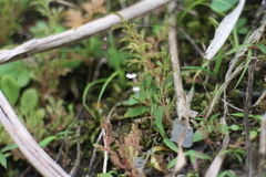 Utricularia striatula