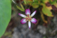 Tricyrtis formosana